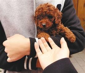 天涯爆料泰迪视频下载,泰迪视频下载事件揭秘